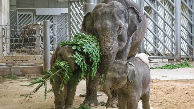 Největší radost zavládla v pavilonu slonů, kde se slůňata, zejména Maxmilián, se svými matkami o větve a stromky doslova přetahovala.