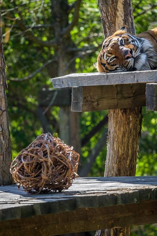 Velikonoční nadílka v Zoo Praha byla letos opravdu pestrá.