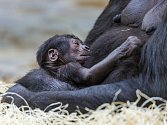 Samice gorily nížinné Shinda porodila svého prvního potomka