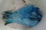 Z nálezu papouška se vyklubal holub nabarvený na modro.
