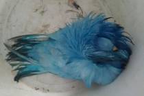 Z nálezu papouška se vyklubal holub nabarvený na modro.