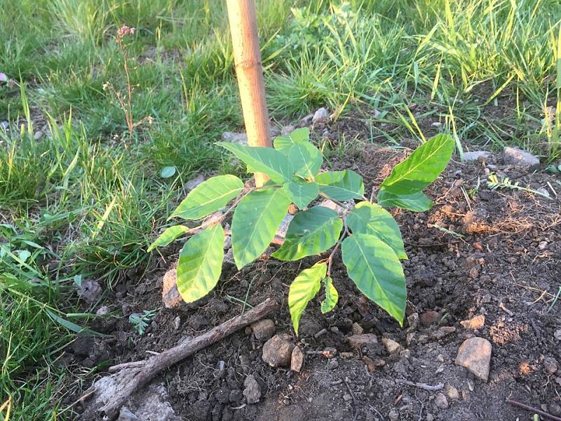 Sázení stromů jako jedna z forem tzv. guerilla gardeningu v Praze na Vypichu.