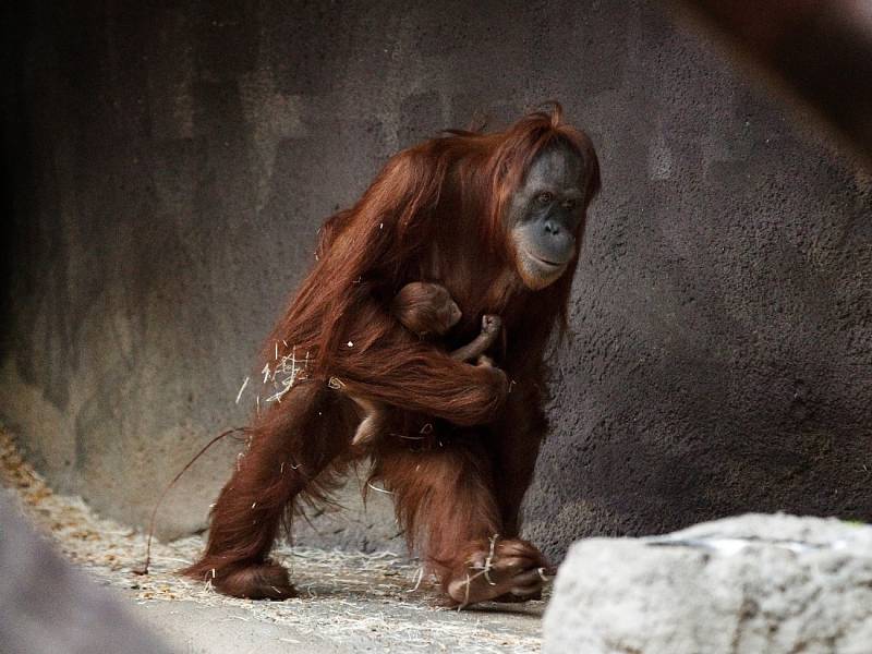 Orangutaní mládě s maminkou