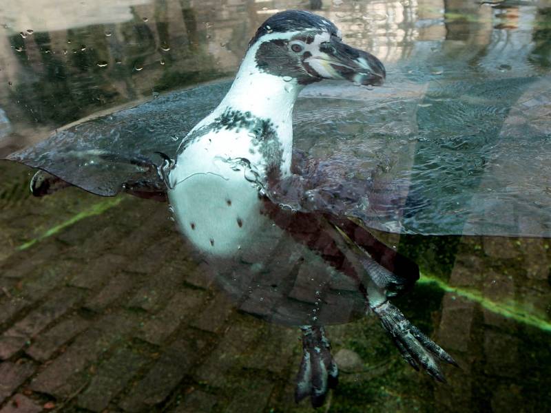 Z návštěvy Zoo Praha před zahájením 84. sezony.