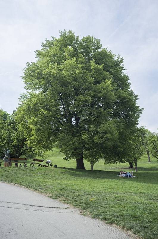 Stromy republiky - Petřín.