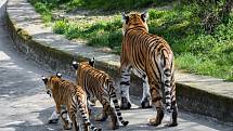 Dvojčata tygrů malajských poprvé ve venkovní expozici, kam je vyvedla jejich matka Banya.