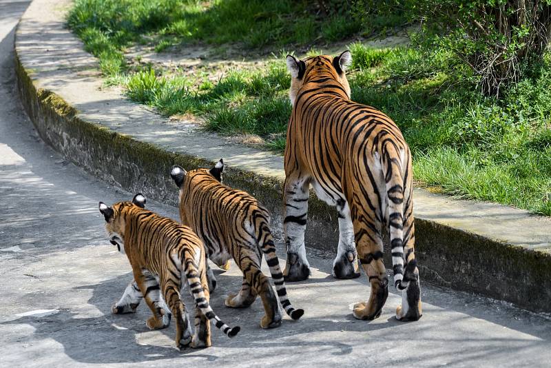 Dvojčata tygrů malajských poprvé ve venkovní expozici, kam je vyvedla jejich matka Banya.