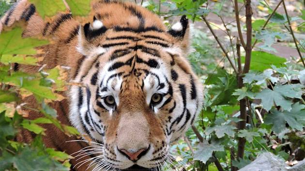 Tygr Tiber z plzeňské zoo