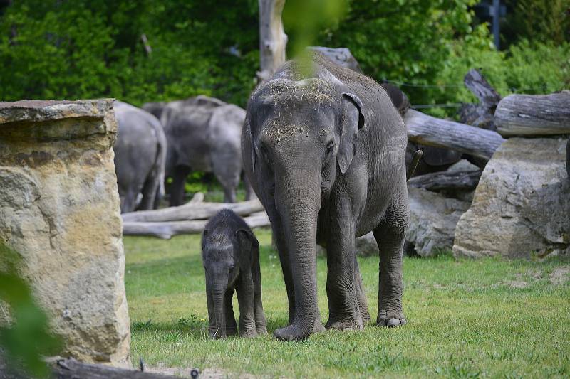 Slůňata z pražské zoologické zahrady, které se narodila jen pár týdnů po sobě, se společně se sloními matkami ukázala návštěvníkům ve venkovním výběhu.