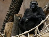 Gorila Kamba se může po nepodařeném dubnovém porodu pokusit o další mládě.
