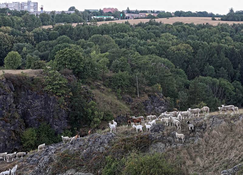 Řízená pastva ovcí a koz v Divoké Šárce.