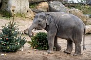 Neprodané vánoční stromky potěší zvířata mezi 27. a 29. prosincem. Sloni je dostanou po všechny tři dny, vždy v 13.15. Sledovat, jak si s nimi poradí, budou moci návštěvníci z vyhlídky poblíž výběhu vlků. Na snímku nejmladší členka stáda, tříletá slonice