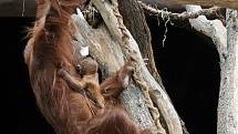 Orangutaní mládě s maminkou