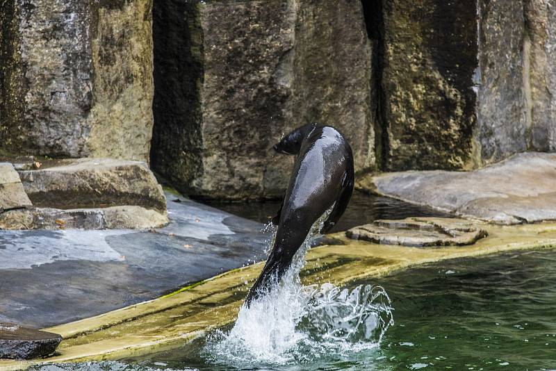 Štědrý den v pražské zoologické zahradě.