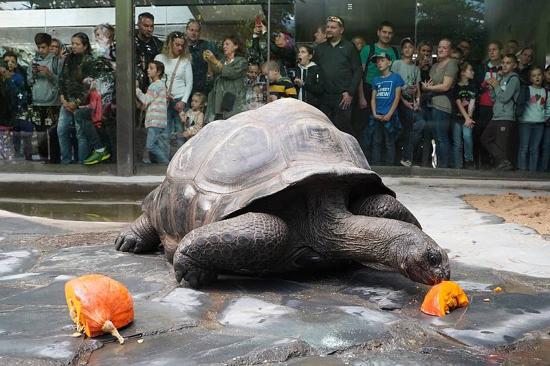 Prázdninové krmení například želv obrovských a slonů v ZOO Praha dýněmi.