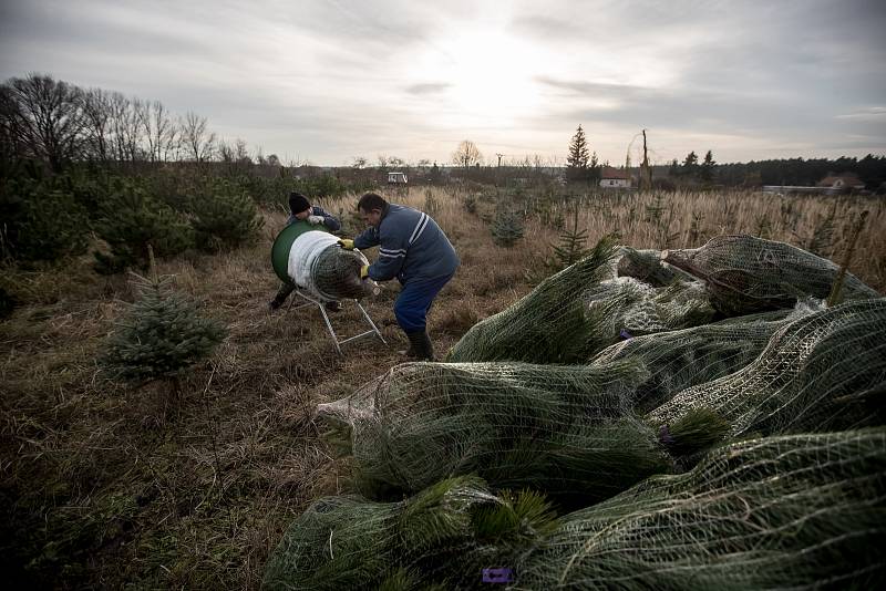 Balení vánočních stromků pro převoz do firmy Zafido na plantáži v obci Konětopy ve Středních Čechách 24. listopadu.