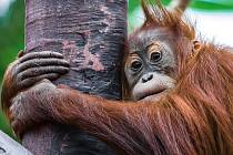 Orangutan Diri v pražské zoologické zahradě.