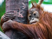 Orangutan Diri v pražské zoologické zahradě.