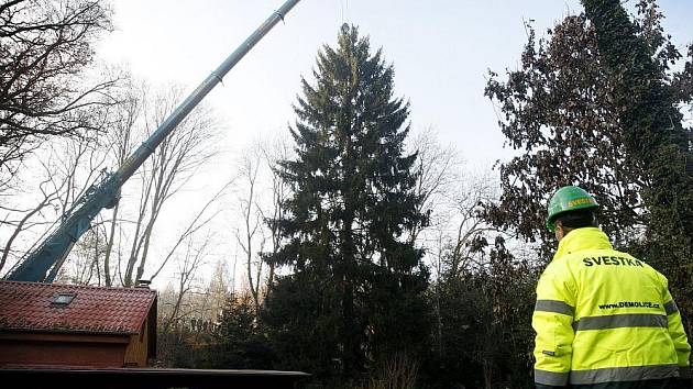 Kácení vánočního stromu pro Staroměstské náměstí v Praze proběhlo 20. listopadu ve středočeské obci Malé Kyšice – Poteplí na Kladensku.