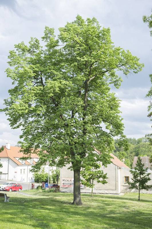 Stromy republiky - Dubeč.