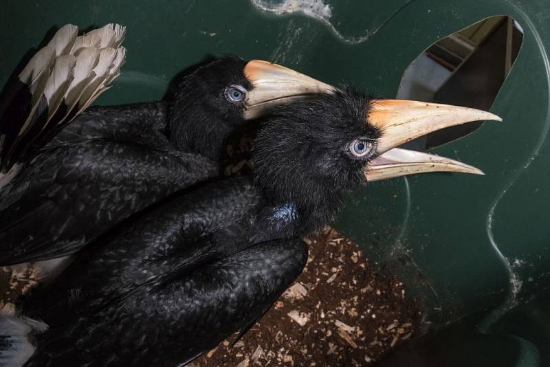 Zoo Praha odchovala zatím největší počet mláďat dvojzoborožce nosorožčího v Evropě – třináct – a koncem března se vylíhla dvě další.