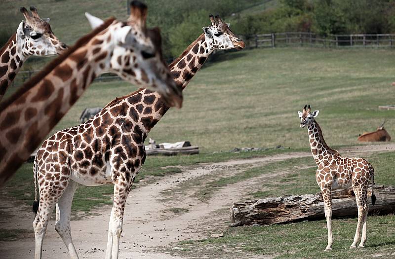 V Zoo Praha se uskutečnila jubilejní slavnost k 85.výročí otevření.