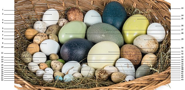 Ošatka ptačích vajec by mohla snadno konkurovat malovaným kraslicím. Pro kurátora ptáků je identifikace vajec vcelku snadná. Zkuste si tipnout, kterých druhů ptáků jsou vejce v ošatce.