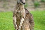 Klokan obrovský je druhý největší druh klokana po klokanu rudém – dospělý samec měří vestoje až 2 m a váží 60 kg.