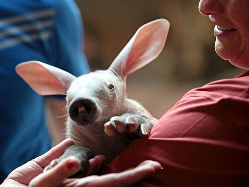 V Zoo Praha se uskutečnila jubilejní slavnost k 85.výročí otevření.