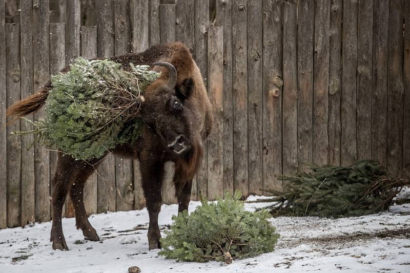 Zvířata z pražské zoo si zpestřila jídelníček vánočními stromky. 