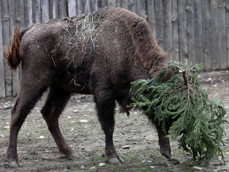 Krmení zubrů, velbloudů a slonů vánočními stromky včetně stromu ze Staroměstského náměstí v pražské zoo.