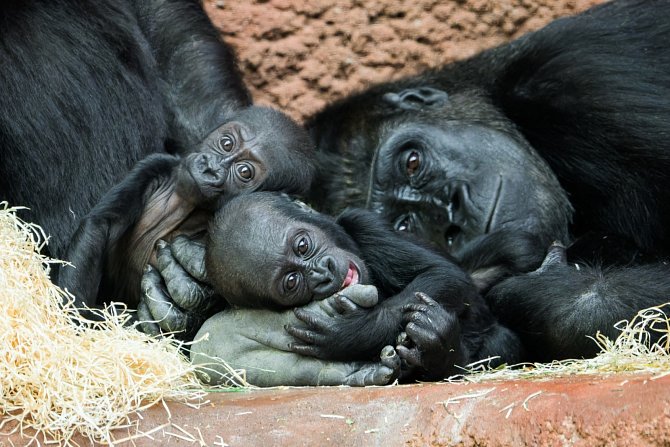 Gorilí mláďata už o sobě vědí a stále častěji tráví čas společně. Zleva Gaia, Mobi a její matka Duni.