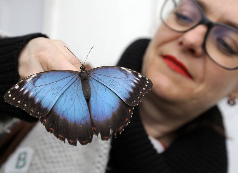 Výstava exotických motýlů ve skleníku Fata Morgana letos již po patnácté.