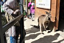 Ze zahájení 92. sezóny Zoo Praha.