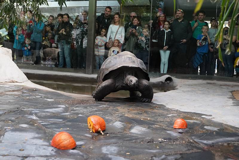 Prázdninové krmení například želv obrovských a slonů v ZOO Praha dýněmi.