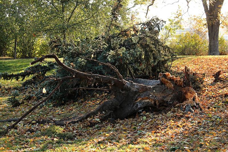 Následky silného větru ve Stromovce a v Letenských sadech.