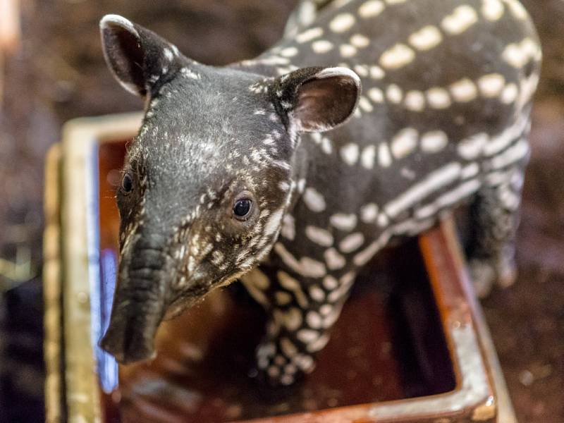 Chovatelé z pražské zoo potvrdili, že mládě tapíra čabrakového je kluk.