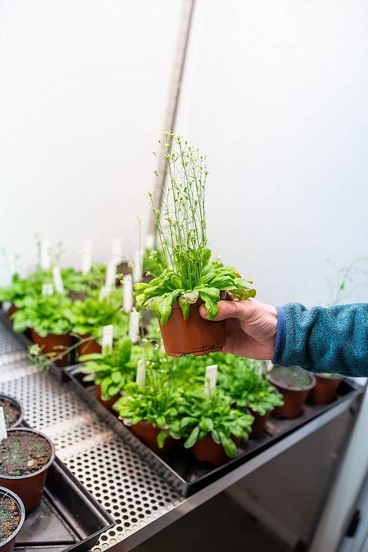 Vít Latzel z Botanického ústavu AV ČR při zkoumání stresových dopadů na rostliny.