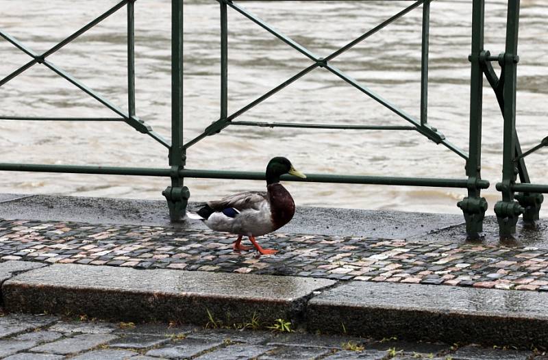 Povodně v Praze – pondělí 3.června.