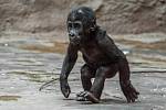 Sameček gorily nížinné Ajabu oslaví v neděli 23. dubna první narozeniny. 