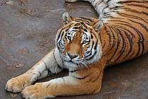 Tygří samec Tiber se z plzeňské zoo přestěhoval do Prahy.
