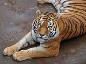 Tygří samec Tiber se z plzeňské zoo přestěhoval do Prahy.