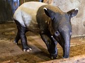 Mládě tapíra čabrakového v pražské zoologické zahradě dostalo jméno Budak Puntja, což se dá přeložit jako kluk Puňťa.