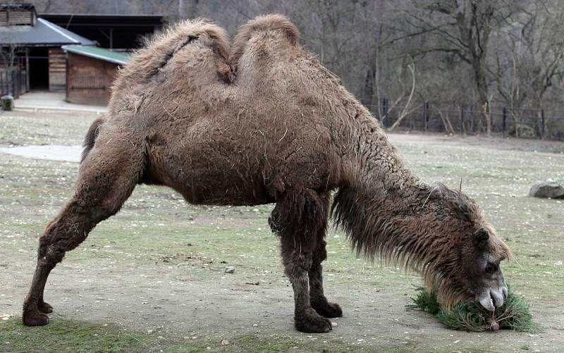 Krmení zubrů, velbloudů a slonů vánočními stromky včetně stromu ze Staroměstského náměstí v pražské zoo.