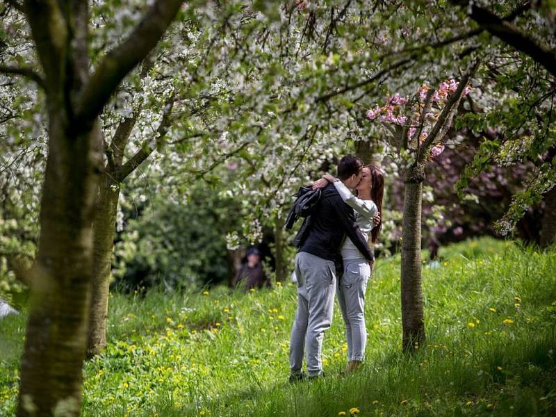 Lidé se líbali 1. května pod rozkvetlými stromy na pražském Petříně.