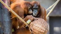 Z přírodních materiálů se často pro výrobu enrichmentu používá vrbové proutí. Koše, kukaně či proutěné koule zpestří prostředí a zároveň je lze naplnit potravou. Na snímku se o pamlsky ukryté v proutěné kouli dělí dvě samice orangutana sumaterského.