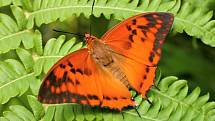 Ostruháci rodu Charaxes nejenže patří k nejrychleji létajícím motýlům, ale mají i vybrané stravování. Rádi si smlsnou na levhartím trusu.