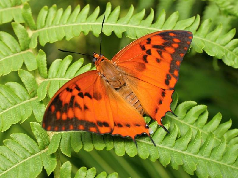 Ostruháci rodu Charaxes nejenže patří k nejrychleji létajícím motýlům, ale mají i vybrané stravování. Rádi si smlsnou na levhartím trusu.