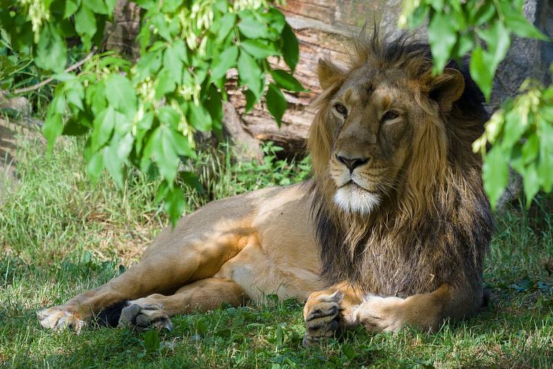 V sobotu si v Zoo Praha přijdou na své milovníci velkých kočkovitých šelem. Svůj den budou mít také lvi. 