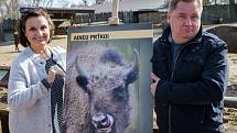 Zoo Praha se podílí na návratu zubrů na Kavkaz. S mladou samicí Prťkou se rozloučili její kmotři, herci Veronika Freimanová a Václav Kopta.